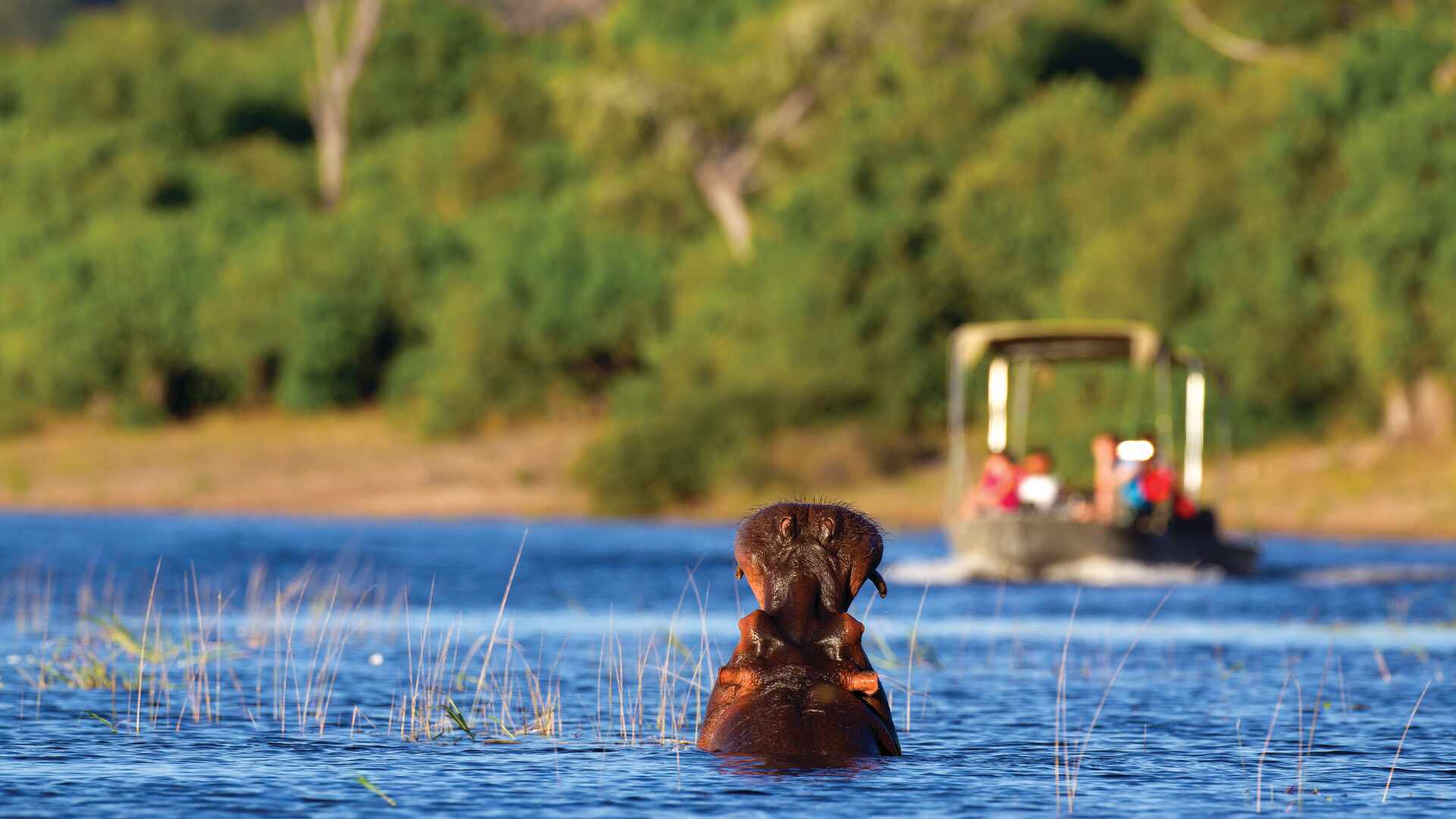 A hippo's head emerges from river with a safariboat of people watching at a distance
